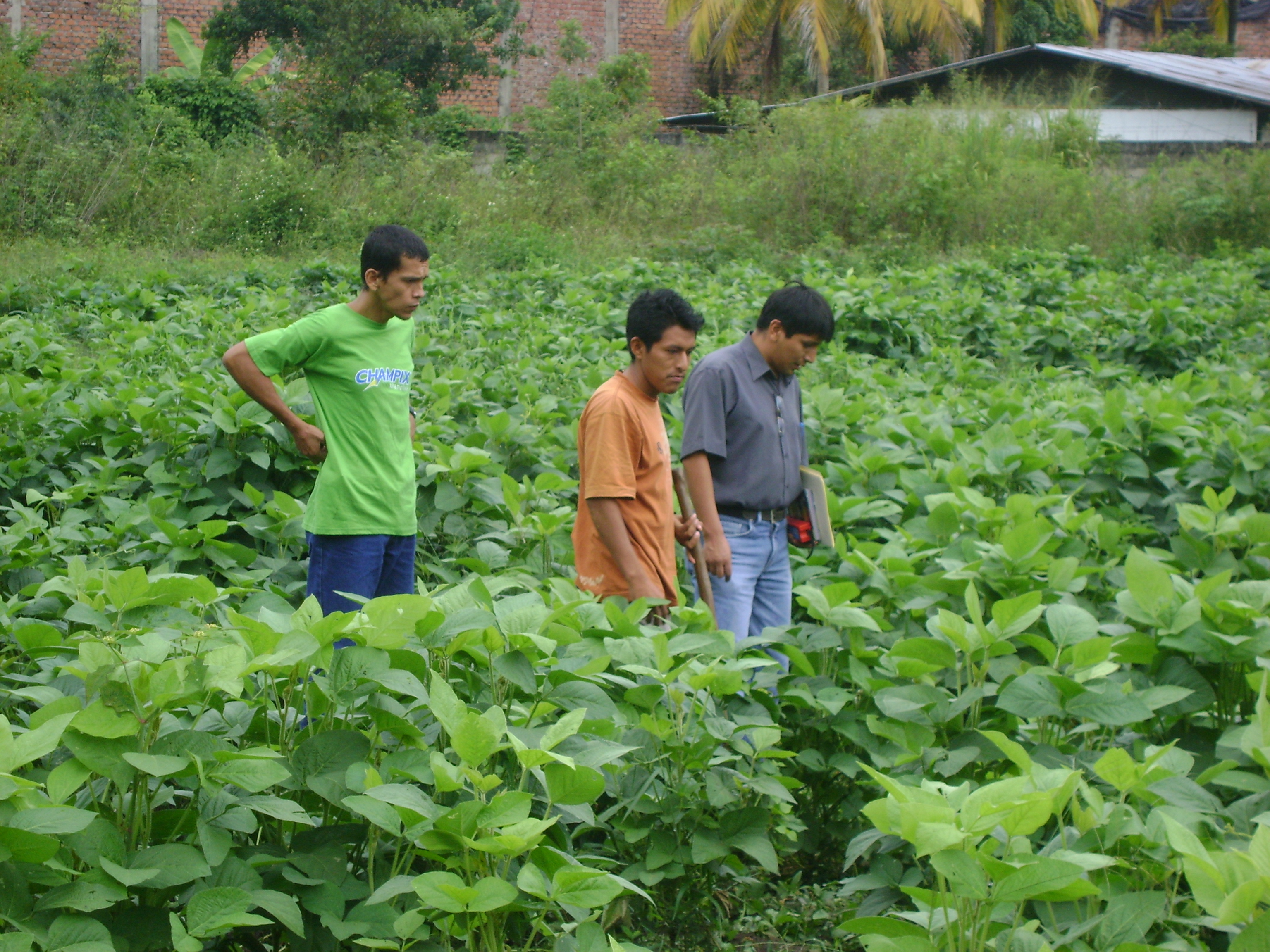 soya2.jpg