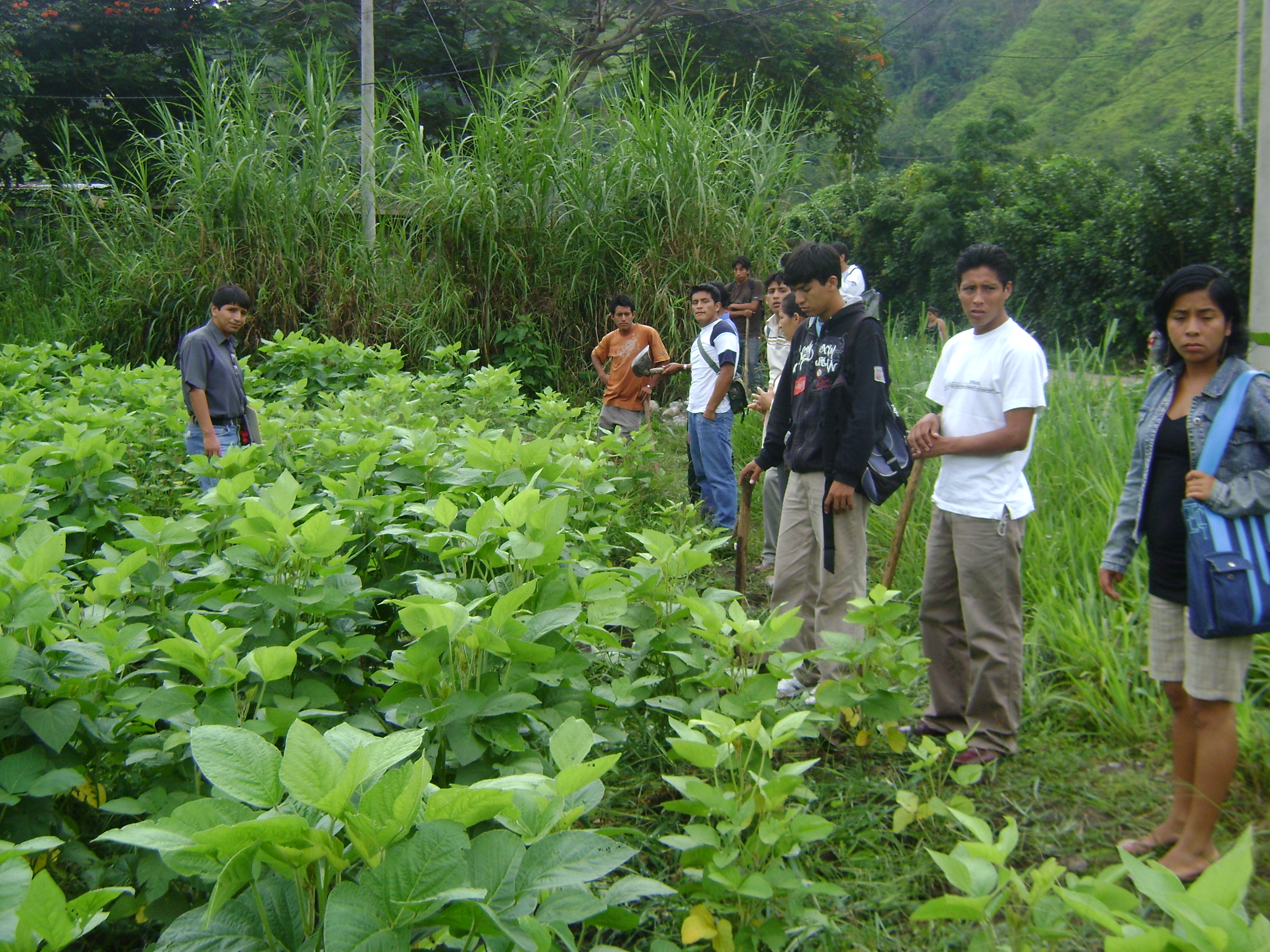 soya3.jpg